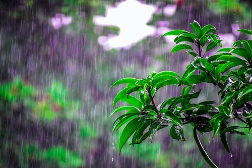 Rain plant