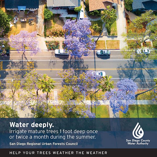 arial of neigborhood with cars in the street and tree lining the road